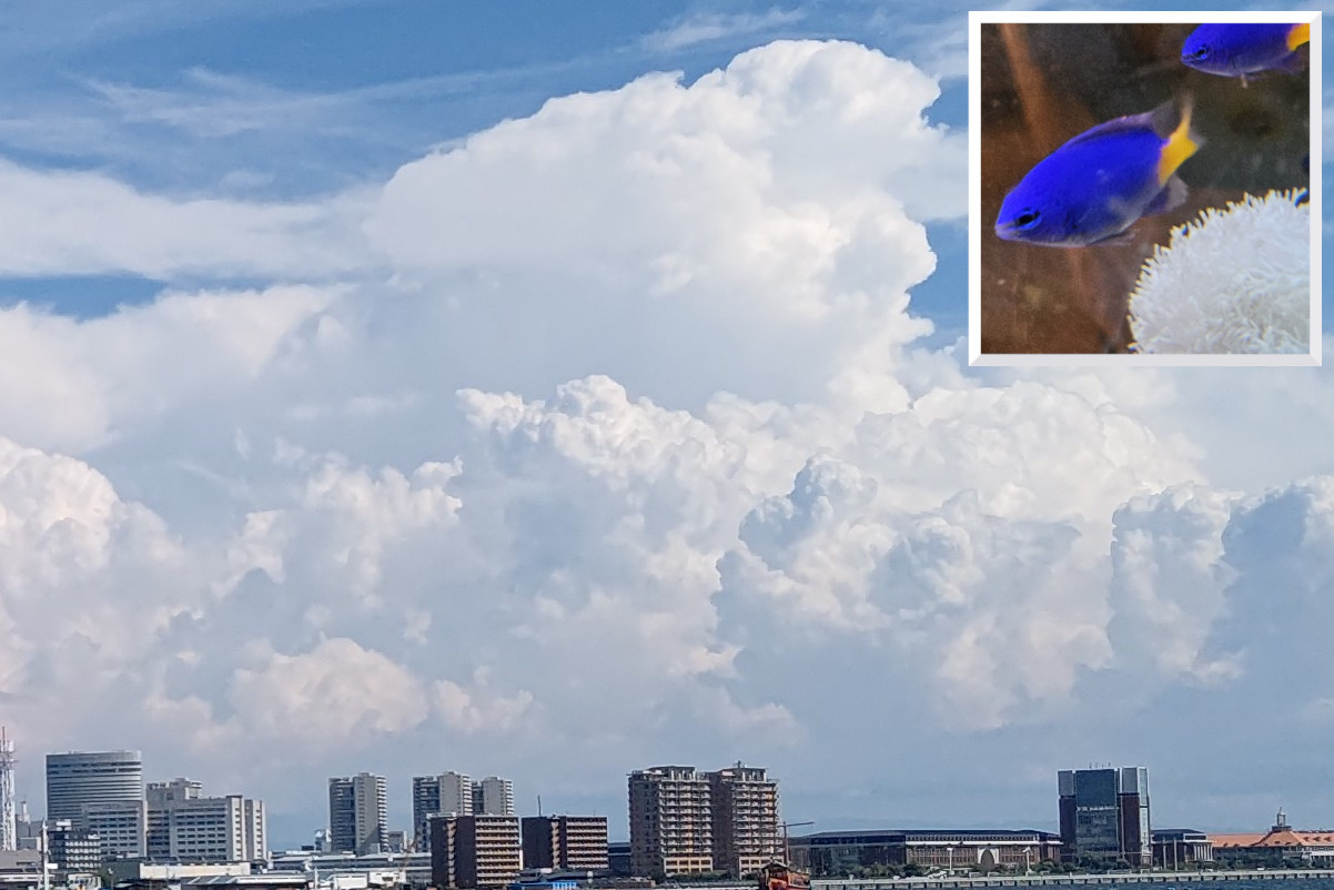 第70回】気候変動（地球温暖化・異常気象）《其ノ一》夏季環境異変《前